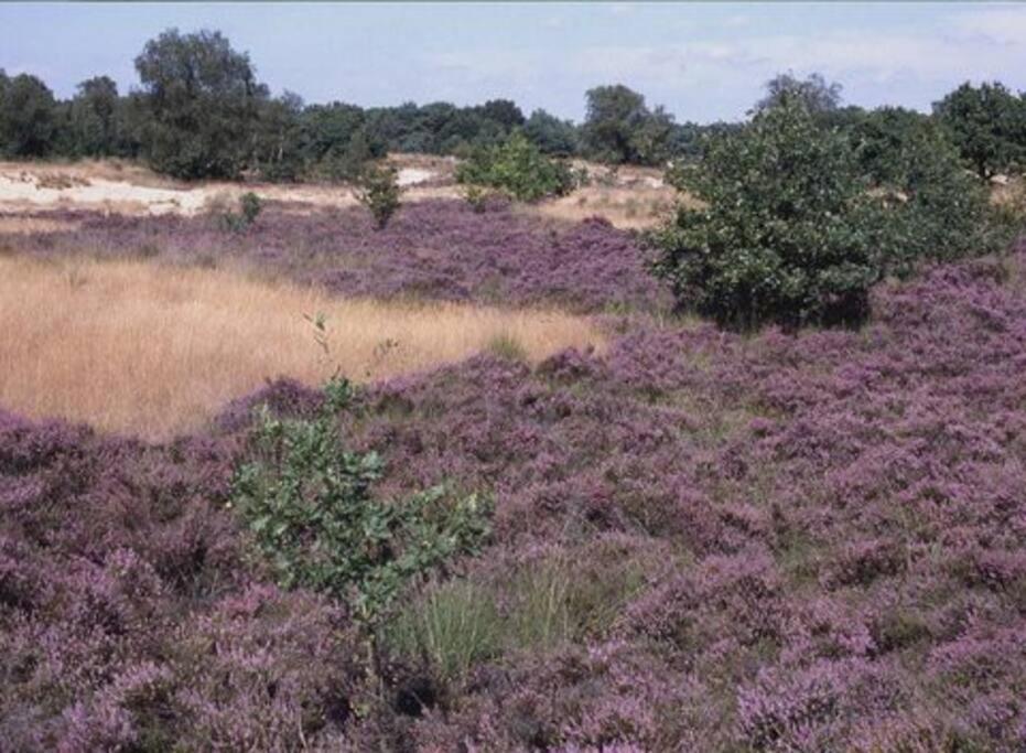 Natuurhuisje Oisterwijk Villa Dış mekan fotoğraf